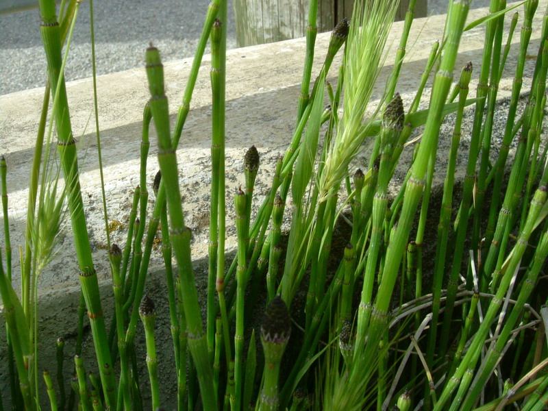 Equisetum ramosissimum